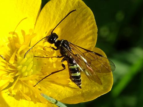 Réf. 256 558 : Cephus pygmaeus